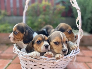 Catei beagle  4 baiti si 3 fete
