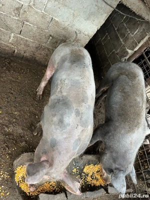 Porci Pietrain, 1 disponibili - imagine 3 Porci Pietrain, 1 disponibili - imagine 3