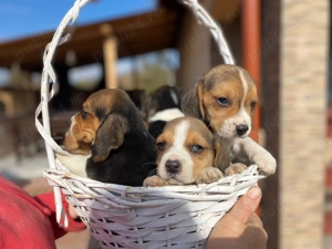 Catei beagle  4 baiti si 3 fete - imagine 2 Catei beagle  4 baiti si 3 fete - imagine 2