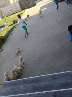 Puiuți Golden retriever  - imagine 2 Puiuți Golden retriever  - imagine 2