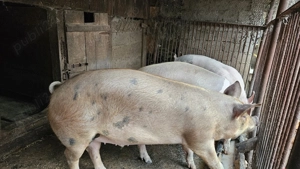 Porc de vânzare la alegere