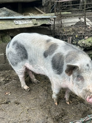 Porc purcei purcica porci