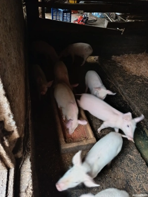 purcei de vânzare 8 săptămâni 