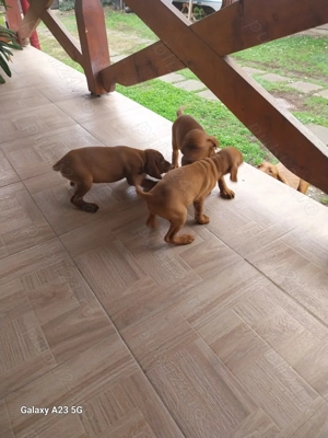 Pui vizsla maghiara. - imagine 3