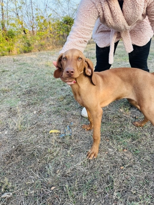 Cand catea Visla Maghiara
