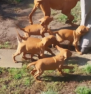 Pui vizsla maghiara.