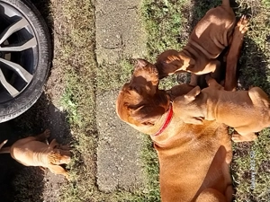 Pui vizsla maghiara. - imagine 2