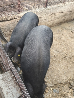 Vând porci rasă Bazna  - imagine 3 Vând porci rasă Bazna  - imagine 3