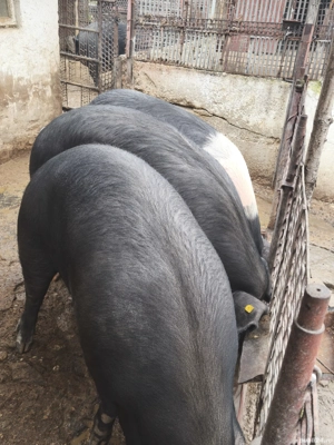 Vând porci rasă Bazna  - imagine 4 Vând porci rasă Bazna  - imagine 4