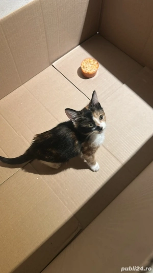 Pisica pt adoptie, urgent!