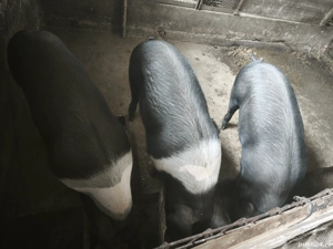 Vând porci rasă Bazna  - imagine 5 Vând porci rasă Bazna  - imagine 5