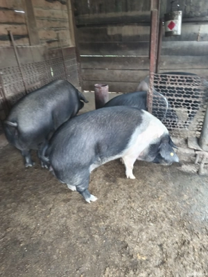 Vând porci rasă Bazna  - imagine 2 Vând porci rasă Bazna  - imagine 2
