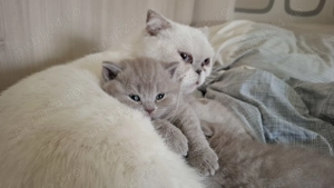 Pui British Shorthair Lilac - imagine 2 Pui British Shorthair Lilac - imagine 2