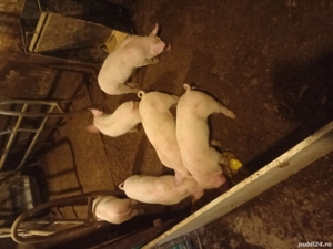 purcei marele alb - imagine 2 purcei marele alb - imagine 2