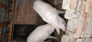 Porc de vinzare  - imagine 4
