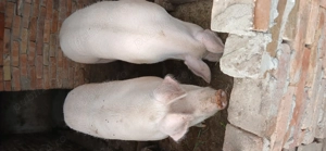 Porc de vinzare  - imagine 3