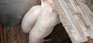 Porc de vinzare  - imagine 2