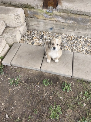 Donez spre adoptie 4 catei o fata si doi baieti - imagine 3