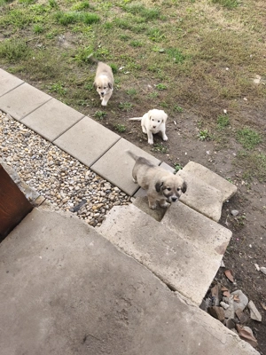 Donez spre adoptie 4 catei o fata si doi baieti