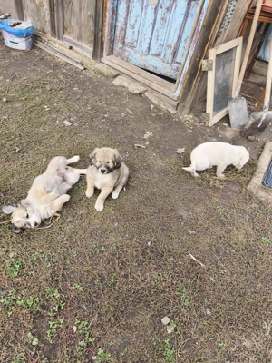 Donez spre adoptie 4 catei o fata si doi baieti - imagine 2