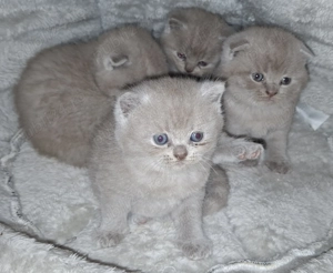 Pui British Shorthair Lilac - imagine 5 Pui British Shorthair Lilac - imagine 5