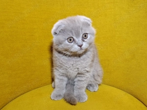 Pui British Shorthair Lilac - imagine 7 Pui British Shorthair Lilac - imagine 7