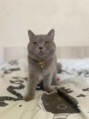 Pui British Shorthair Lilac - imagine 8 Pui British Shorthair Lilac - imagine 8