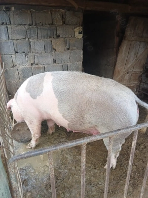 Vând scroafă pentru montă sau sacrificat .