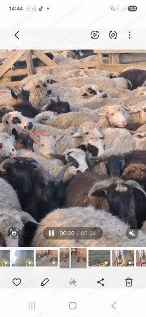 Vând miei  media 35 40