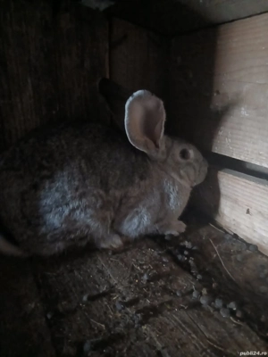 un mascul și 2 femele - imagine 2