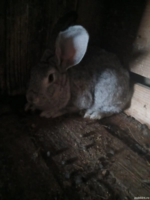 un mascul și 2 femele - imagine 4