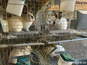 Iepuri - carcase - imagine 2