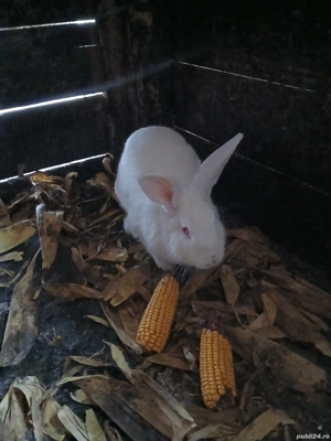 un mascul și 2 femele - imagine 5