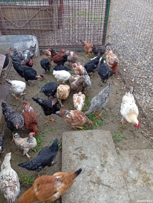 Vând s-au Schimb Pui Preț 50 lei bucata preț fix  - imagine 2 Vând s-au Schimb Pui Preț 50 lei bucata preț fix  - imagine 2