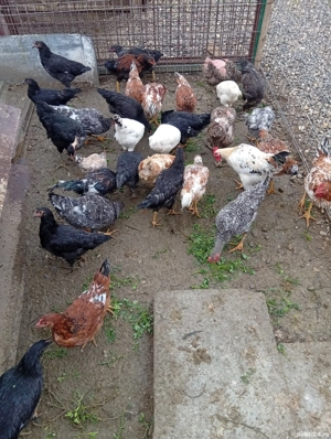 Vând s-au Schimb Pui Preț 50 lei bucata preț fix  - imagine 4 Vând s-au Schimb Pui Preț 50 lei bucata preț fix  - imagine 4