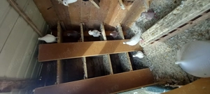 Vând porumbei voiajori, deparazitați, sanatosi si foarte frumoși, - imagine 3