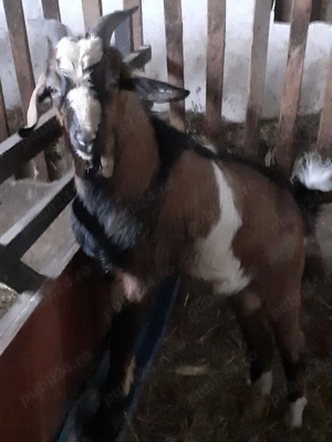 Vand  sau schimb tap - imagine 2