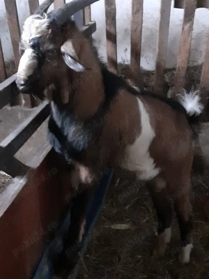 Vand  sau schimb tap