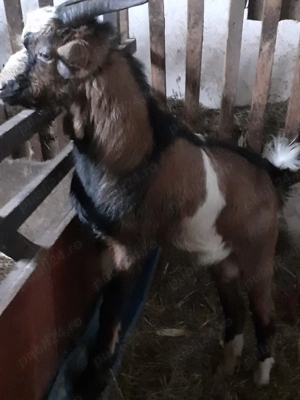 Vand  sau schimb tap - imagine 3