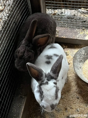 Iepuri rex pitic - imagine 2