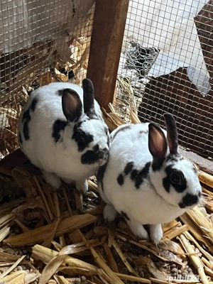 Iepuri rex pitic - imagine 4