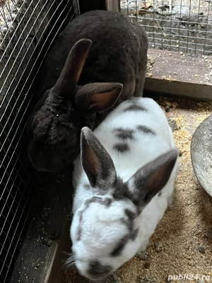 Iepuri rex pitic - imagine 3