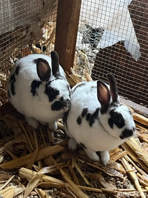 Iepuri rex pitic - imagine 5