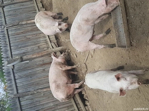Porci de vânzare. - imagine 5