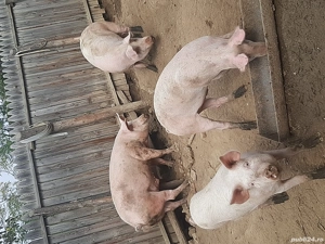 Porci de vânzare. - imagine 4