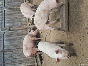 Porci de vânzare. - imagine 2