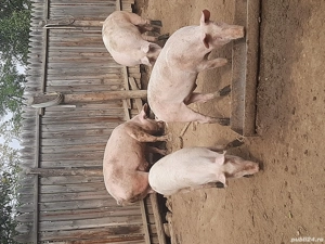 Porci de vânzare. - imagine 3
