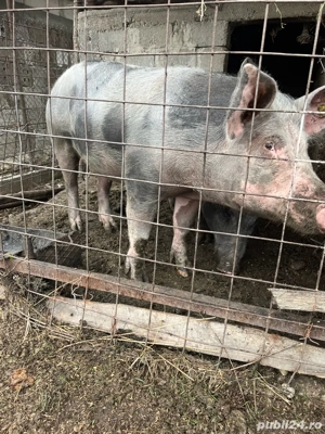 Porci Pietrain, 1 disponibili - imagine 4 Porci Pietrain, 1 disponibili - imagine 4