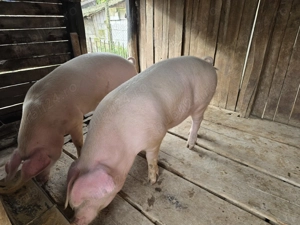 Vând porci  - imagine 3