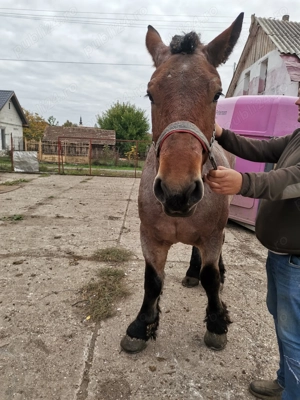 Animale domestice caii - imagine 2 Animale domestice caii - imagine 2